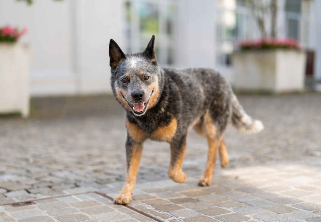 Portrait von Quincy dem Hund, Teamplayer